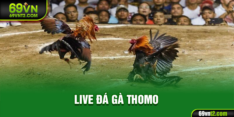 Live Đá Gà Thomo