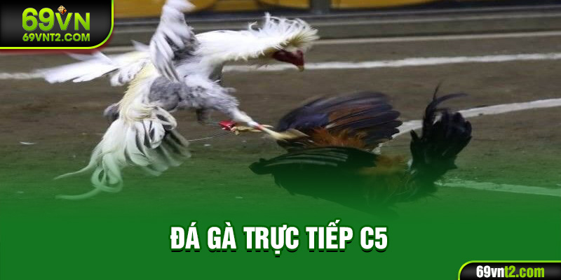 Đá gà trực tiếp C5