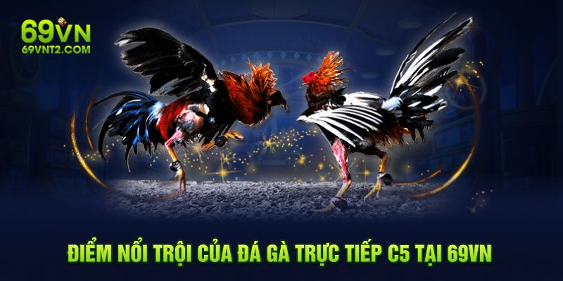 Điểm nổi trội của đá gà trực tiếp C5 tại 69VN